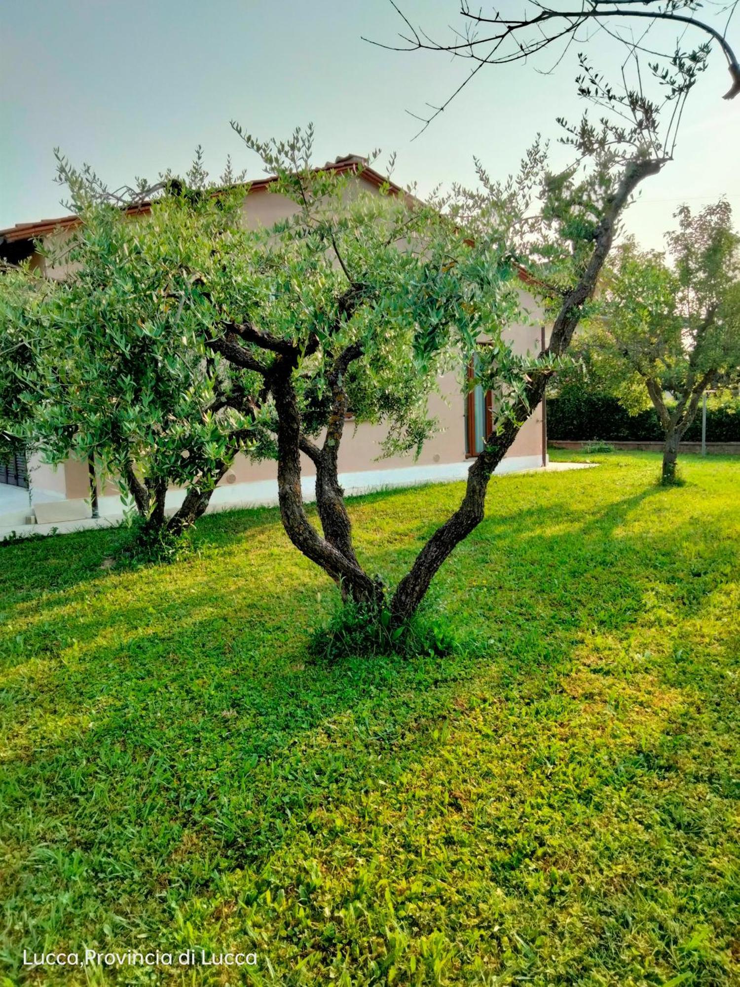 Il Melograno Apartamento Lucca Exterior foto